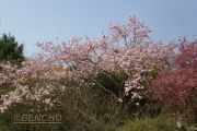 prunus-accolade-cece09040301