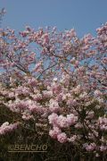 prunus-accolade-cece09040302