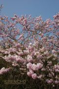 prunus-accolade-cece09040302