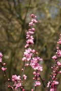 prunus-amygdalopersica-spring-glow-cece0903201