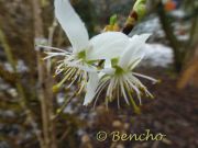 prunus-baoxing-cece-bencho1303104-2