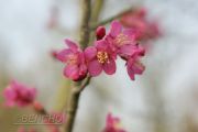 prunus-collinwood-ingram-cece090403-2