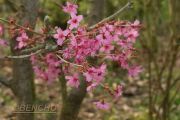 prunus-collinwood-ingram-cece090403-4