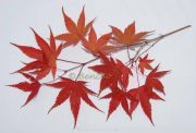 acer-palmatum-katsura-cece-bencho0910198