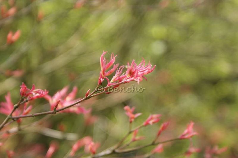 acer-palmatum-beni-tsukasa-cece-bencho0904032