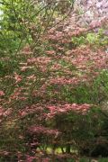 acer-palmatum-beni-tsukasa-cecegarden090415