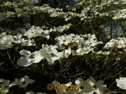 cornus florida2