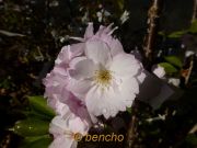 prunus matsumae hayasaki 47 bray bencho1604111