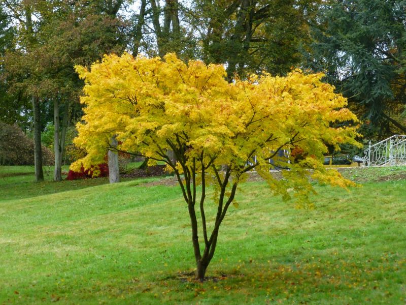 acer-palmatum-aoyagi-virly-bencho1411171