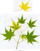 acer-palmatum-aoyagi-bray-bencho0010232