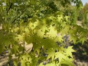 acer-palmatum-aoyagi-bray-bencho0309184