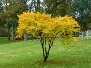 acer-palmatum-aoyagi-virly-bencho1411171