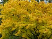 acer-palmatum-aoyagi-virly-bencho1411172