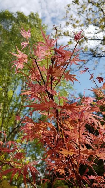 acer-palmatum-phoenix-bray-bencho19042621redimensionner