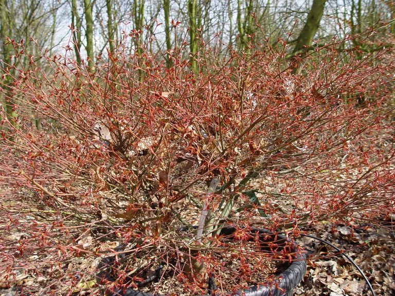 acer-palmatum-kyohime-bray-bencho0604043redimensionner