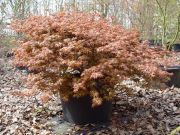 acer-palmatum-kyohime-bray-bencho0604212redimensionner