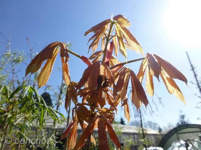 Aesculus neglecta Erythroblastos