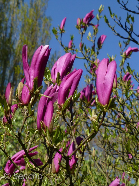 Magnolia Susan