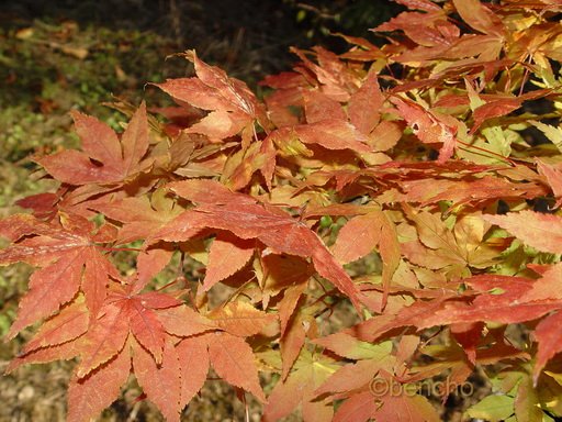 Acer palmatum 'Aka shigitatsu sawa'