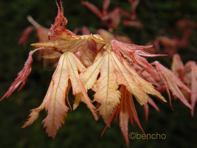 Acer palmatum 'Aka shigitatsu sawa'