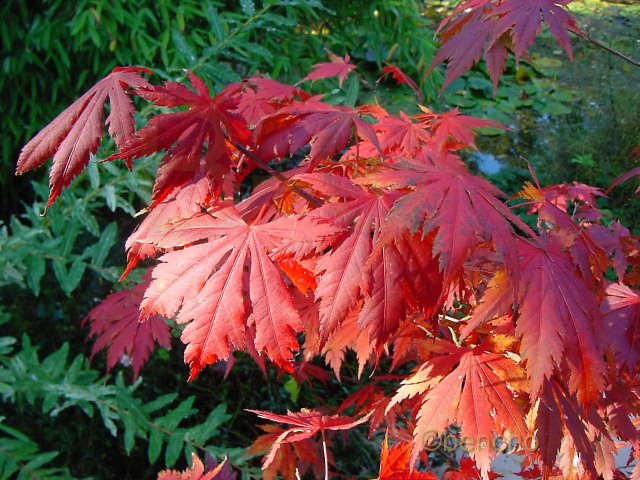 Acer palmatum 'Akatayioo'