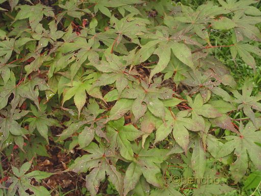 Acer palmatum 'Akegarasu'