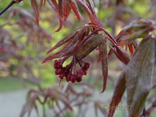 Acer palmatum 'Akegarasu'