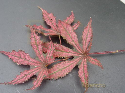 Acer palmatum 'Amagi shigure'