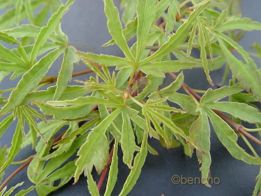 Acer palmatum 'Ao kansashi'