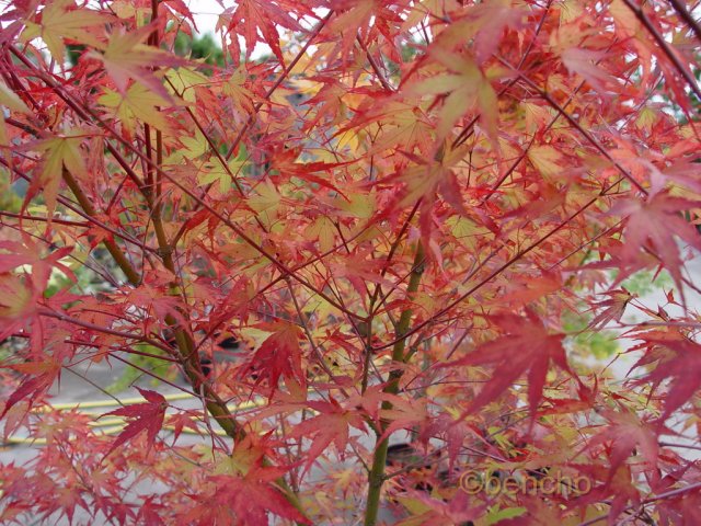 Acer palmatum 'Arakawa'