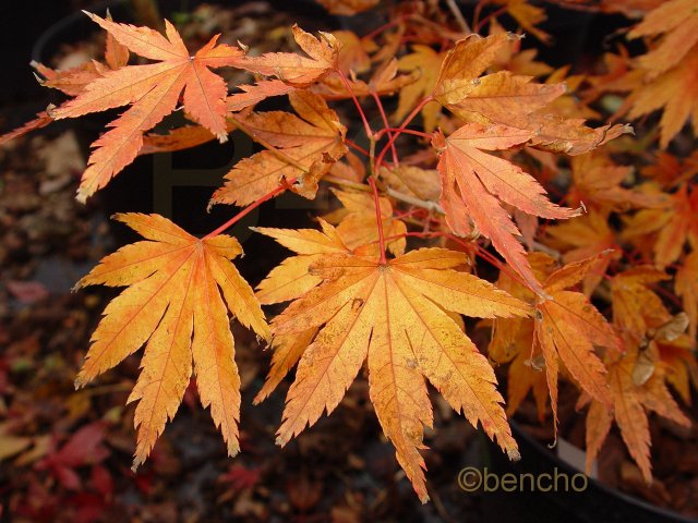 Acer palmatum 'Arano'