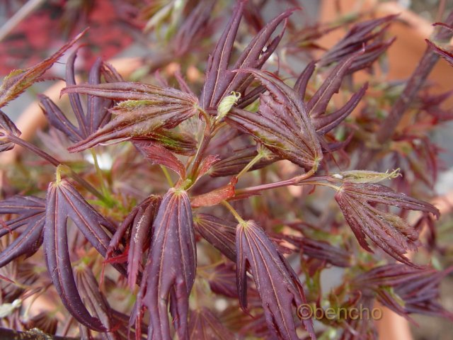 Acer palmatum 'Aratama'