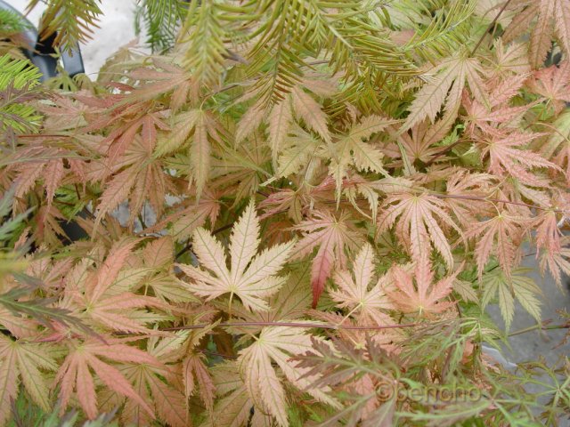 Acer palmatum 'Ariadne'