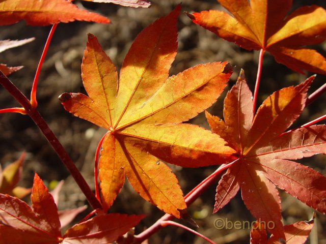 Acer palmatum 'Attraction'