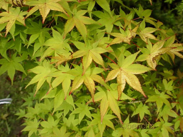 Acer palmatum 'Aureum'