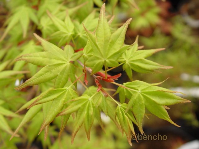 Acer palmatum 'Aureum'