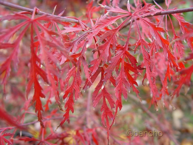 Acer palmatum 'Autumn Fire'