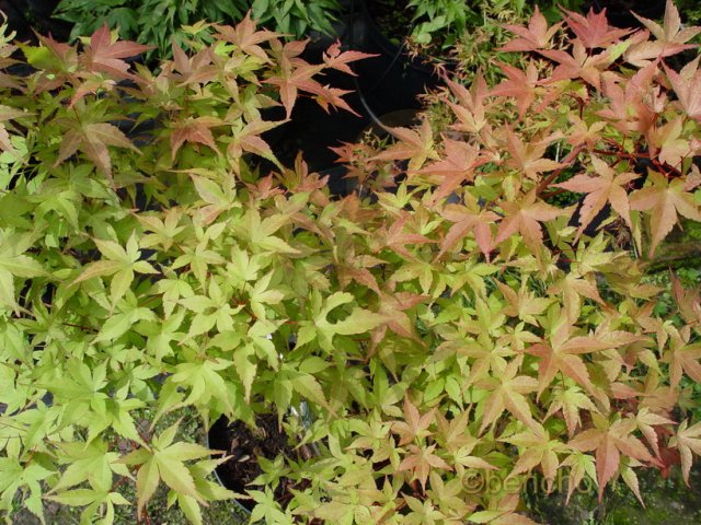 Acer palmatum 'Beni shidori'