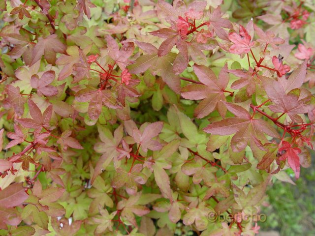 Acer palmatum 'Beni hime'