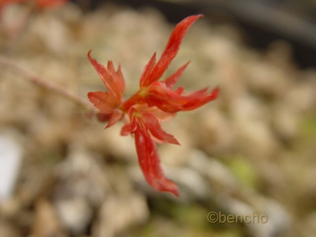 Acer palmatum 'Beni hime'