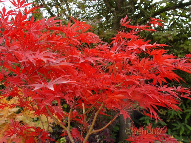 Acer palmatum 'Beni kagami'