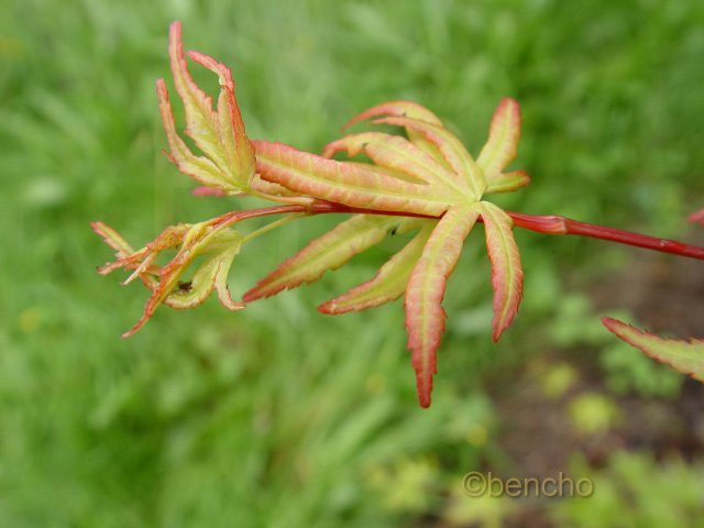 Acer palmatum 'Beni kawa'