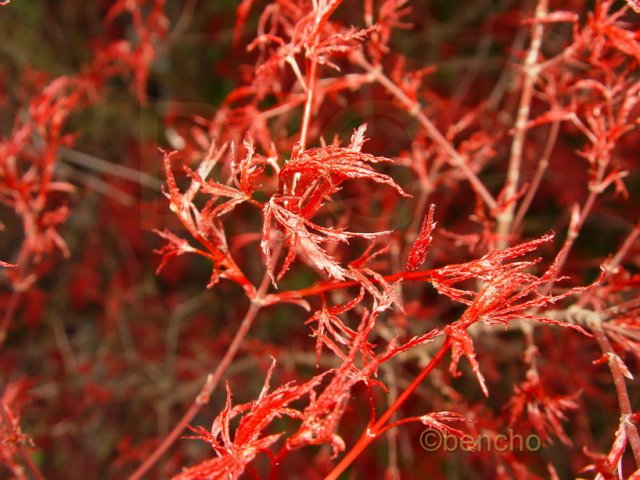 Acer palmatum 'Beni komachi'