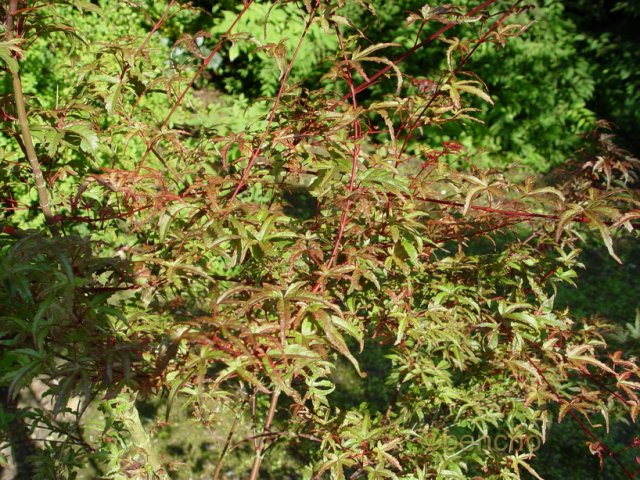 Acer palmatum 'Beni komachi'