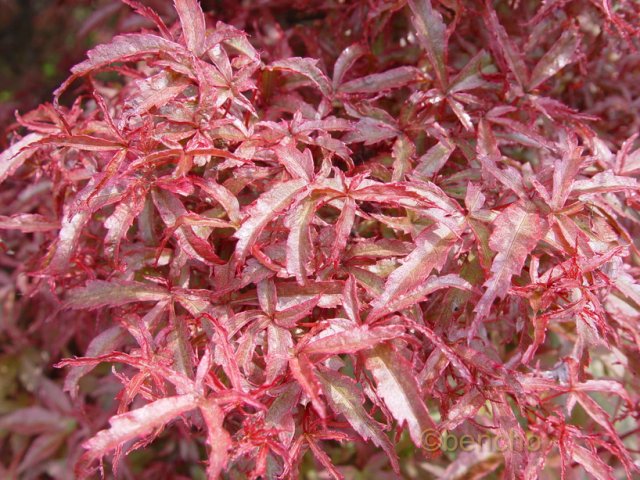 Acer palmatum 'Beni komachi'