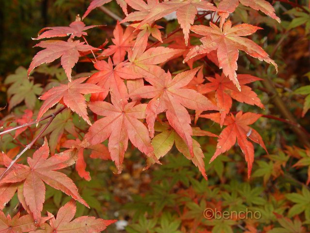 Acer palmatum 'Beni maiko'