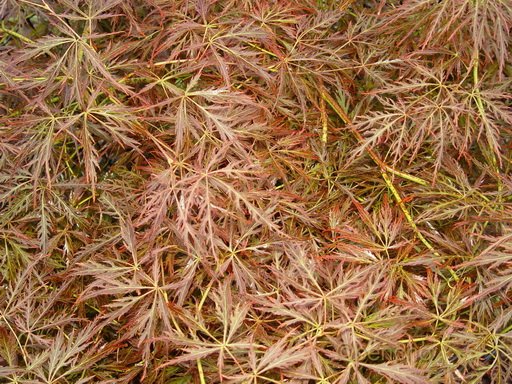 Acer palmatum 'Beni shidare'