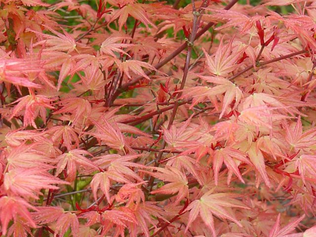 Acer palmatum 'Beni tsukasa'