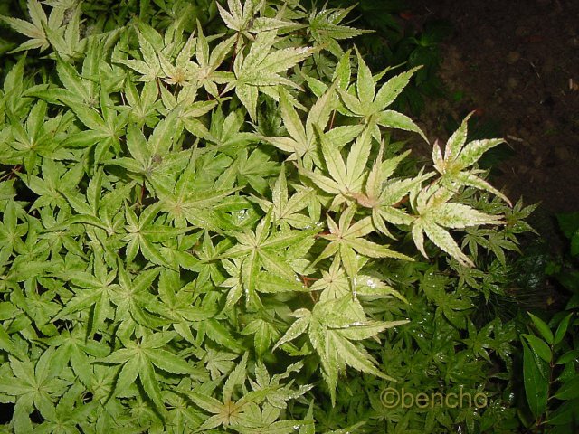 Acer palmatum 'Beni tsukasa'