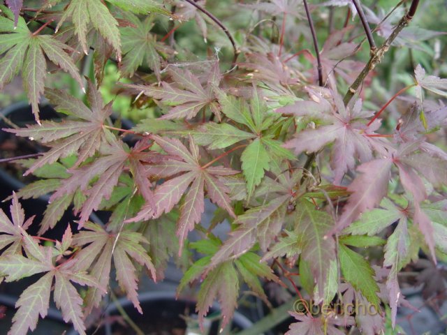 Acer palmatum 'Bruin Hemelrijk'